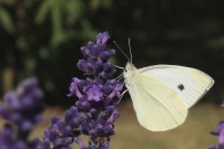 La Piride de la rave. Un mle (Lpidoptre - Pieridae - Pieris rapae)